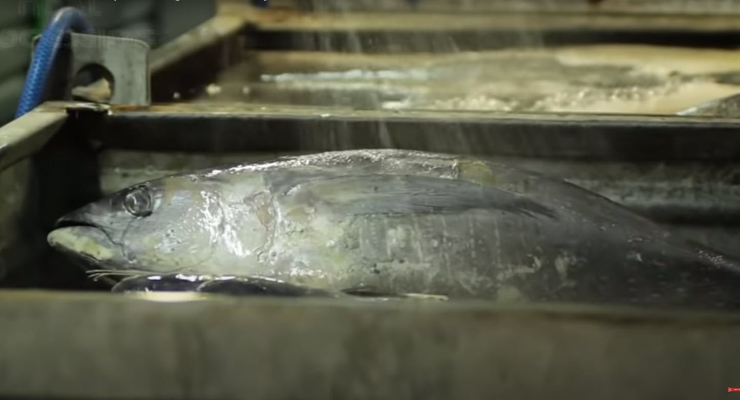 Линия производства консервированного тунца заказать в России | ООО БЕСТЕК-Инжиниринг