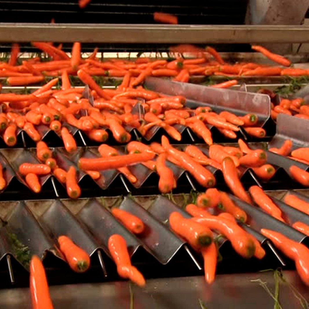 Линия по получению, переработке и нарезке лука и моркови заказать в России | ООО БЕСТЕК-Инжиниринг
