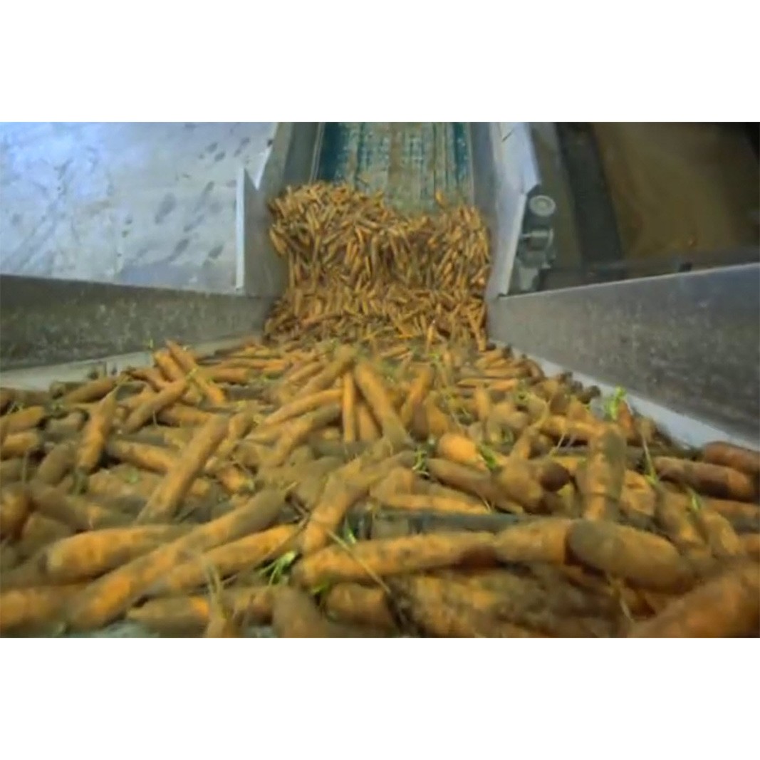 Линия  по переработке картофеля, свеклы, моркови заказать в России | ООО БЕСТЕК-Инжиниринг