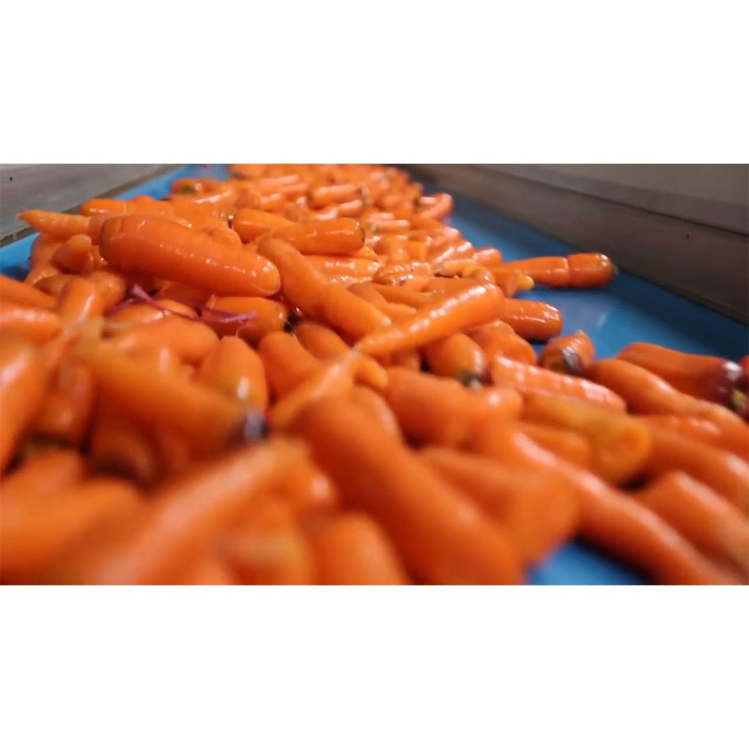 Линия  по переработке картофеля, свеклы, моркови заказать в России | ООО БЕСТЕК-Инжиниринг