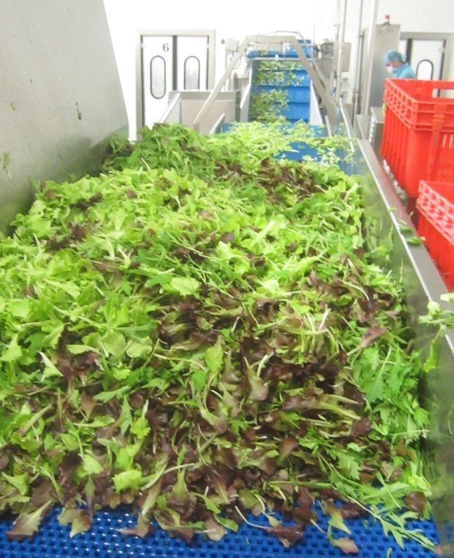 Накопительный сортировочный стол для листовых овощей заказать в России | ООО БЕСТЕК-Инжиниринг
